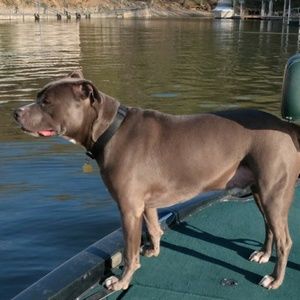 Meet your Posher, Joe